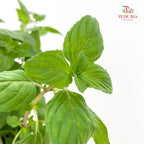 Australis Mint P140
