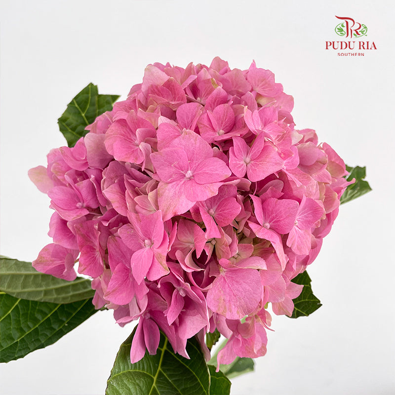 Hydrangea Pink - (Per Stem)