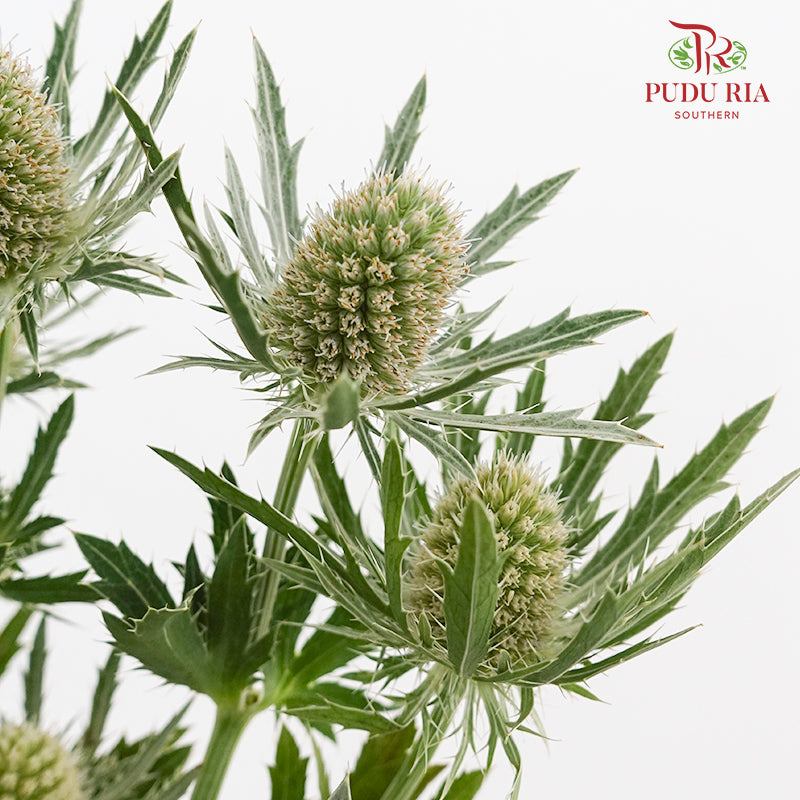 Eryngium - (5 Stems)