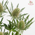 Eryngium - (5 Stems)