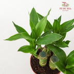 Lotus Bamboo Rata (Dracaena Sanderana)