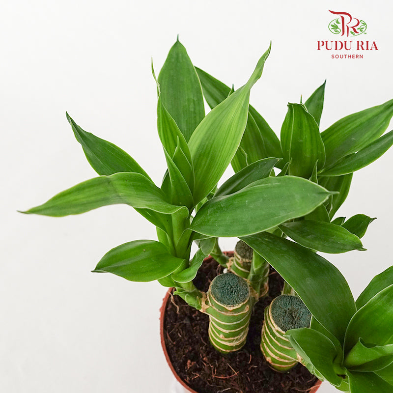Lotus Bamboo Rata (Dracaena Sanderana)