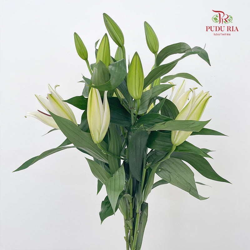 Lily White 百合 - (5 Stems)