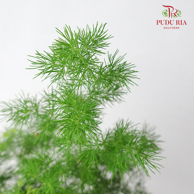 Asparagus Plumosus Nanus - Pudu Ria Florist Southern