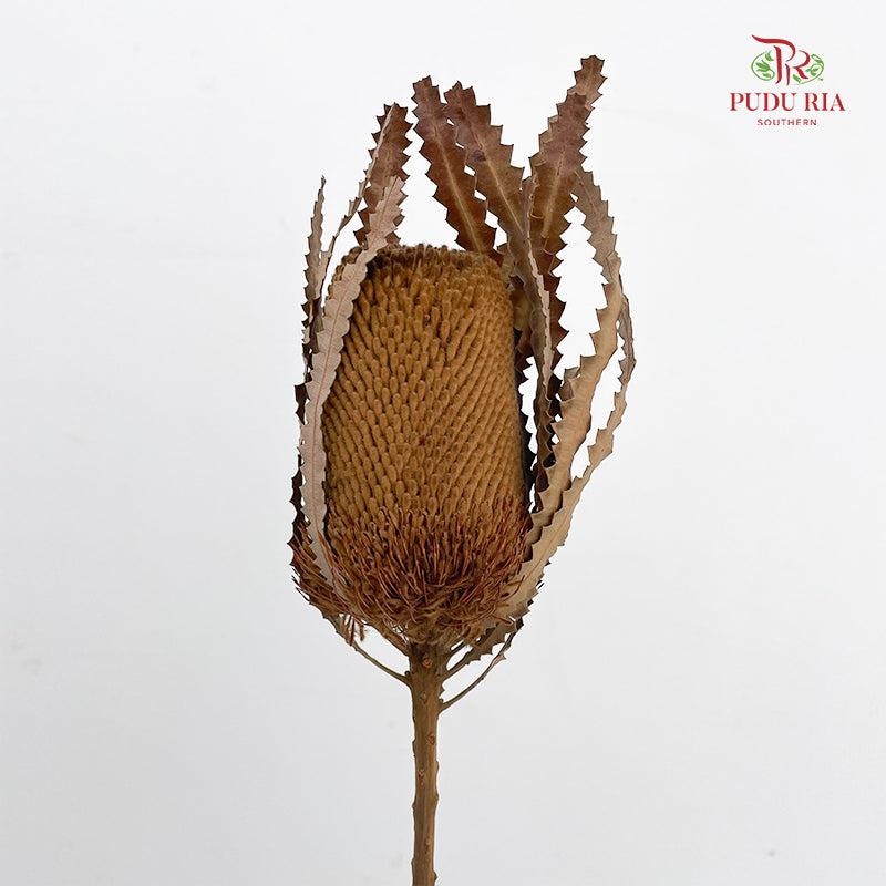 Dry Banksia - Brown