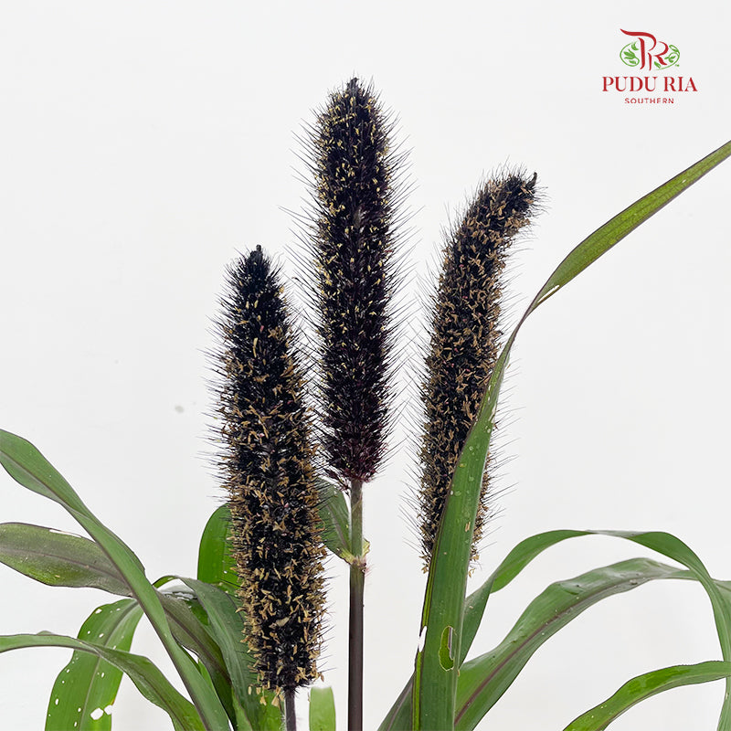 Millet Copper