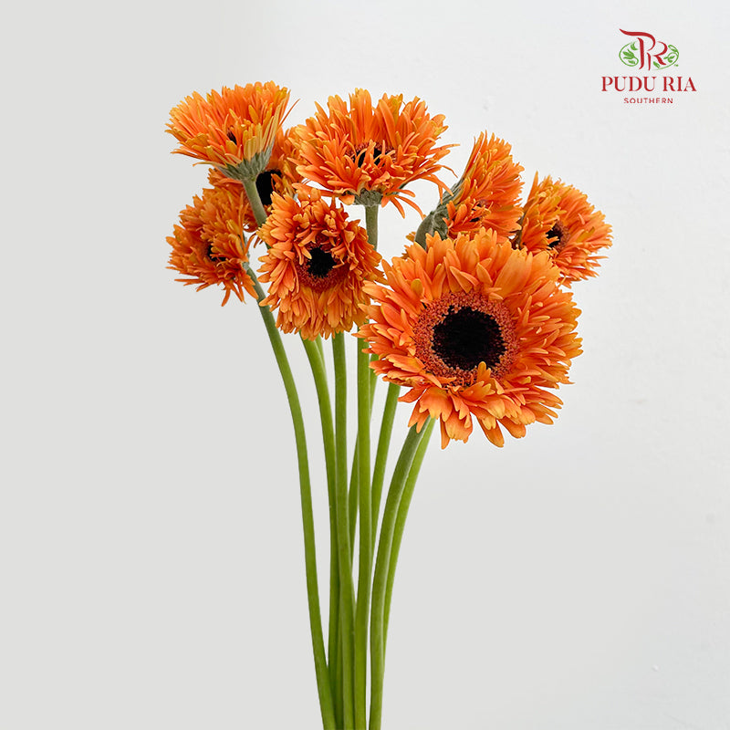 Gerbera Spider Orange - (8-10 Stems)