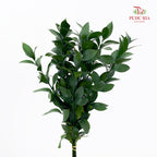 Ruscus 大桦叶 - (10 Stems)