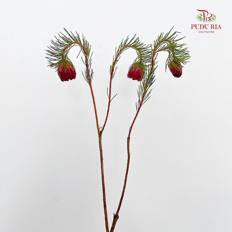 Protea Nana 南非娜娜公主- (10 Stems)