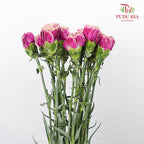 Carnation St Taste Life 18-20 Stems - Pudu Ria Florist Southern