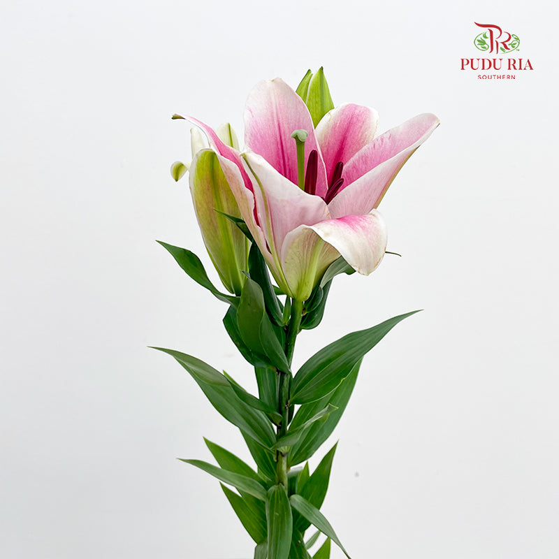 Lily Light Pink - (5 Stems)