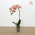 Phalaenopsis Orchid Champagne Big Single Stem #2