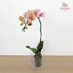 Phalaenopsis Orchid Champagne Big Single Stem #2