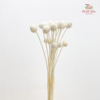 Preservative Craspedia - White