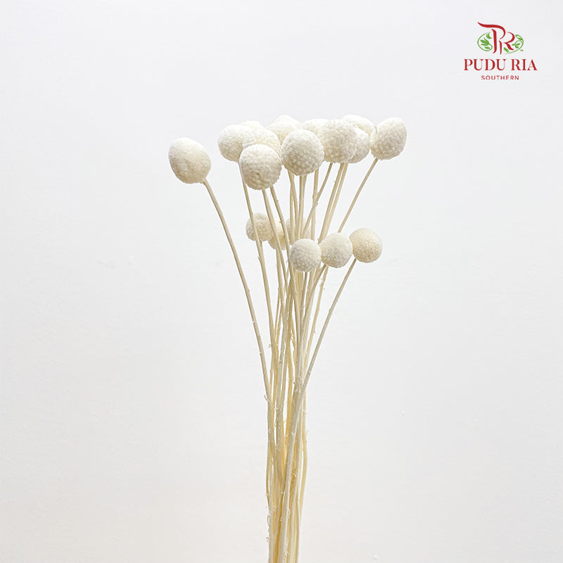 Preservative Craspedia - White