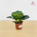 Ficus Lyrata Bambino