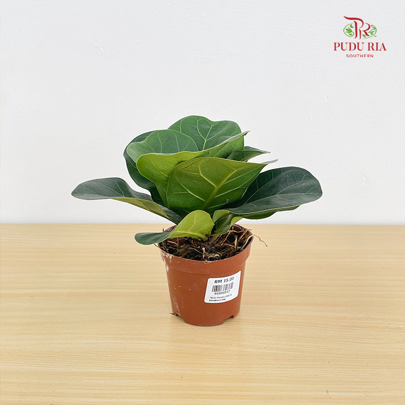 Ficus Lyrata Bambino