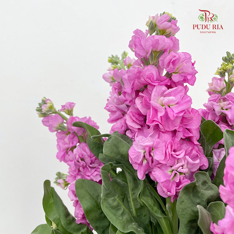 Matthiola Pink 紫罗兰 - (Per Bundle)
