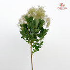 Cotinus Coggygria - (Per Stem)