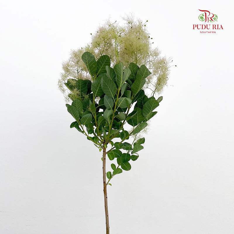 Cotinus Coggygria - (Per Stem)