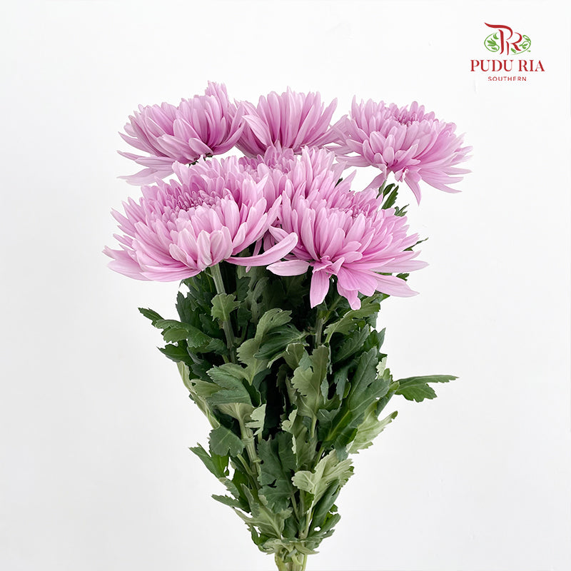 Net Mum Chrysanthemum Light Purple - (5-6 Stems)