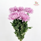 Net Mum Chrysanthemum Light Purple - (5-6 Stems)