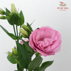 Eustoma  Pink (12-15 Stems) - Pudu Ria Florist Southern