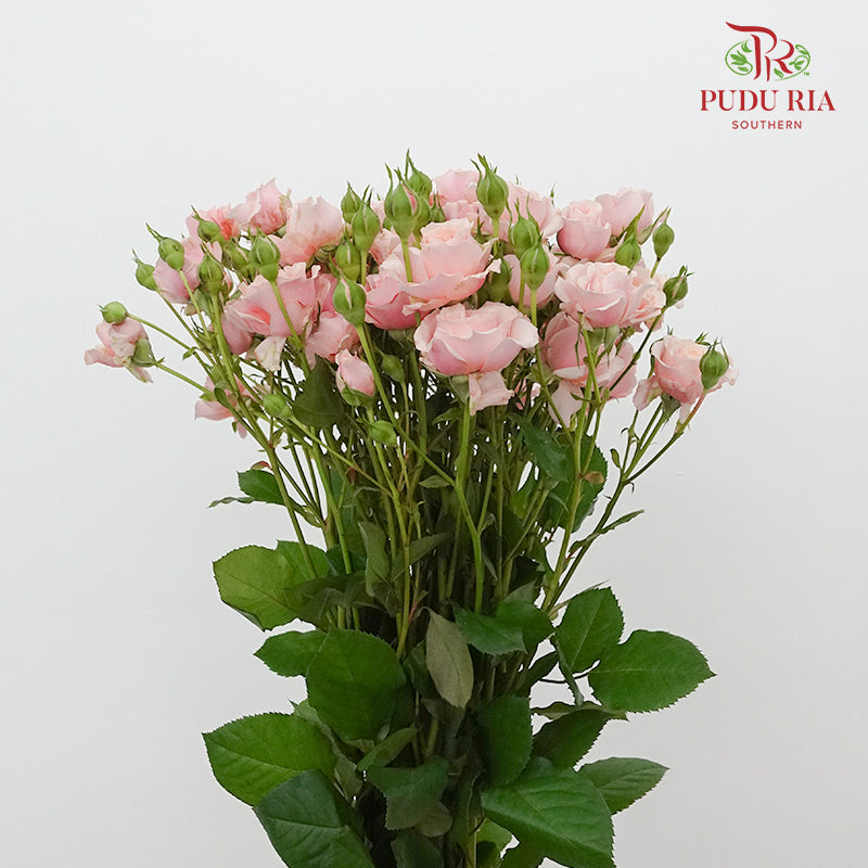 Rose Spray Lilica (8-10 Stems) - Pudu Ria Florist Southern