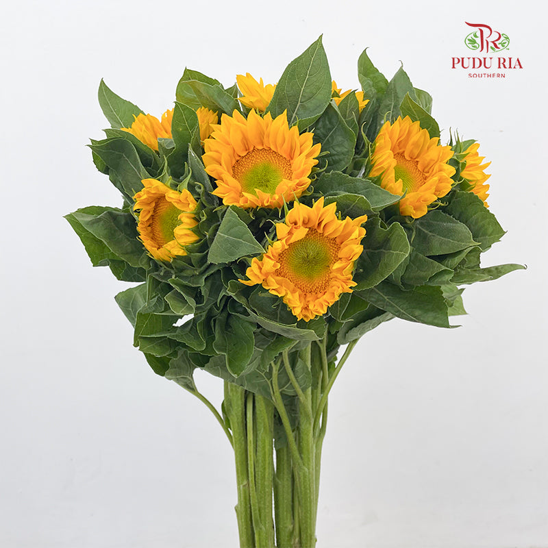 Sunflower Mini 迷你向日葵 - (10 Stems)