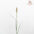 Pennisetum - (Per Bundle)