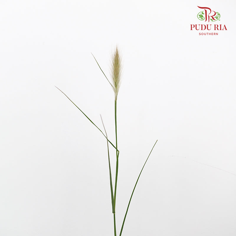 Pennisetum - (Per Bundle)