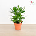 Dracaena Lotus