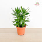 Dracaena Lotus