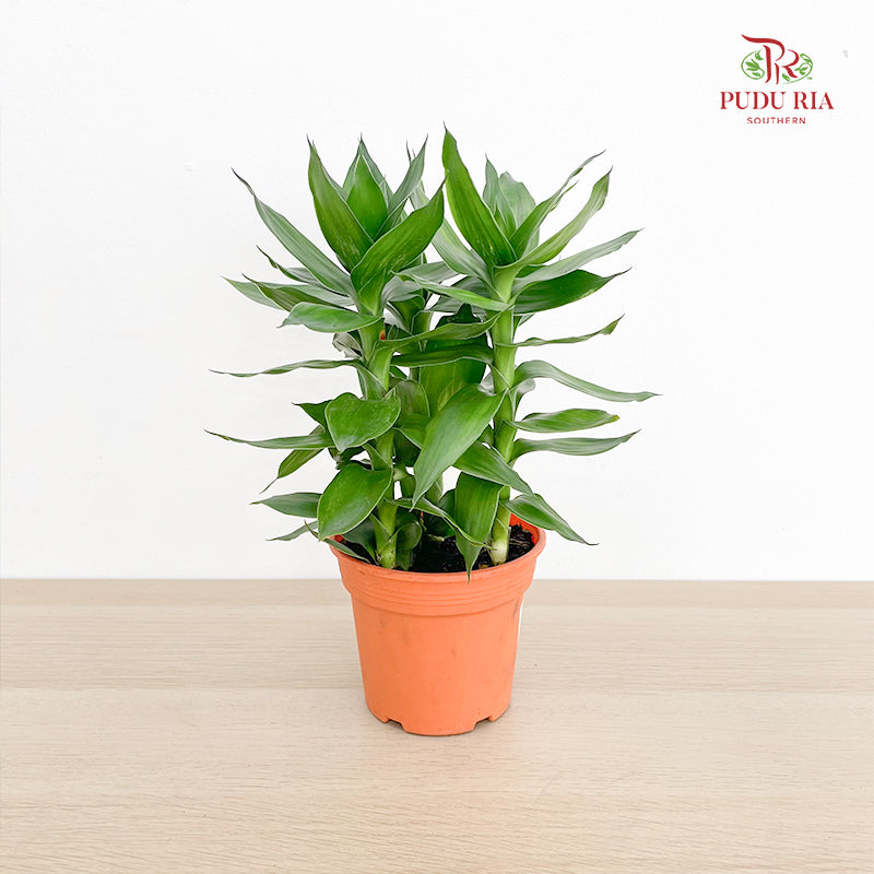 Dracaena Lotus