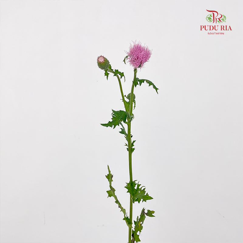 Cirsium Japonicum Pink - (Per Bundle)