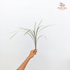 Beargrass 春兰叶 - (5 Stems)