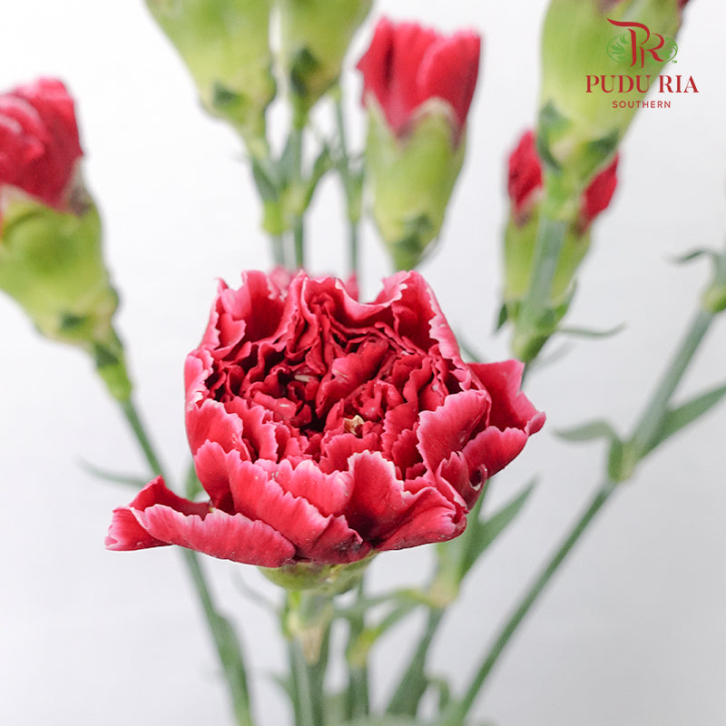 Carnation St Taj  (18-20 Stems) - Pudu Ria Florist Southern