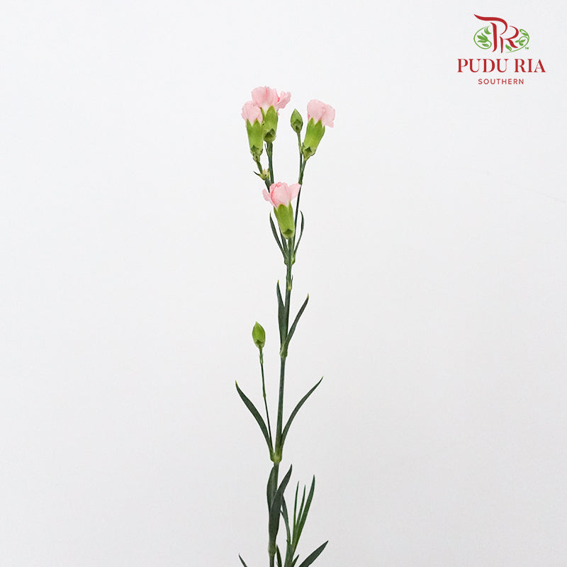 Carnation Spray Little Pink (18-20 Stems) - Pudu Ria Florist Southern