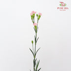 Carnation Spray Little Pink (18-20 Stems) - Pudu Ria Florist Southern