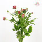 Ranunculus Butterfly Red 蝴蝶洋牡丹 - (5 Stems)