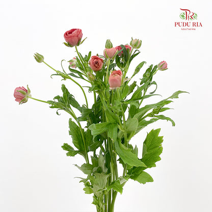 Ranunculus Butterfly Red - (5 Stems)