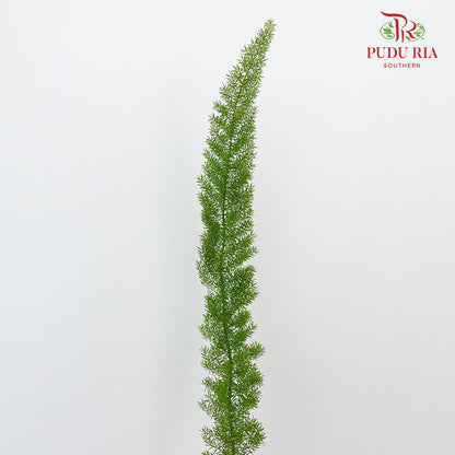 Fox Tail Fern (Asparagus Densiflorus 'Myersii') - Pudu Ria Florist Southern