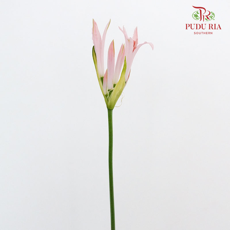 Nerine - 5 Stems - Pudu Ria Florist Southern