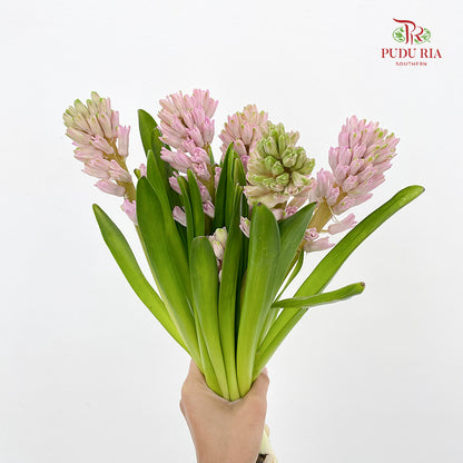 Hyacinthus Pink - (5 Stems)