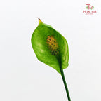 TKLY/ Spathiphyllum Mojo P100