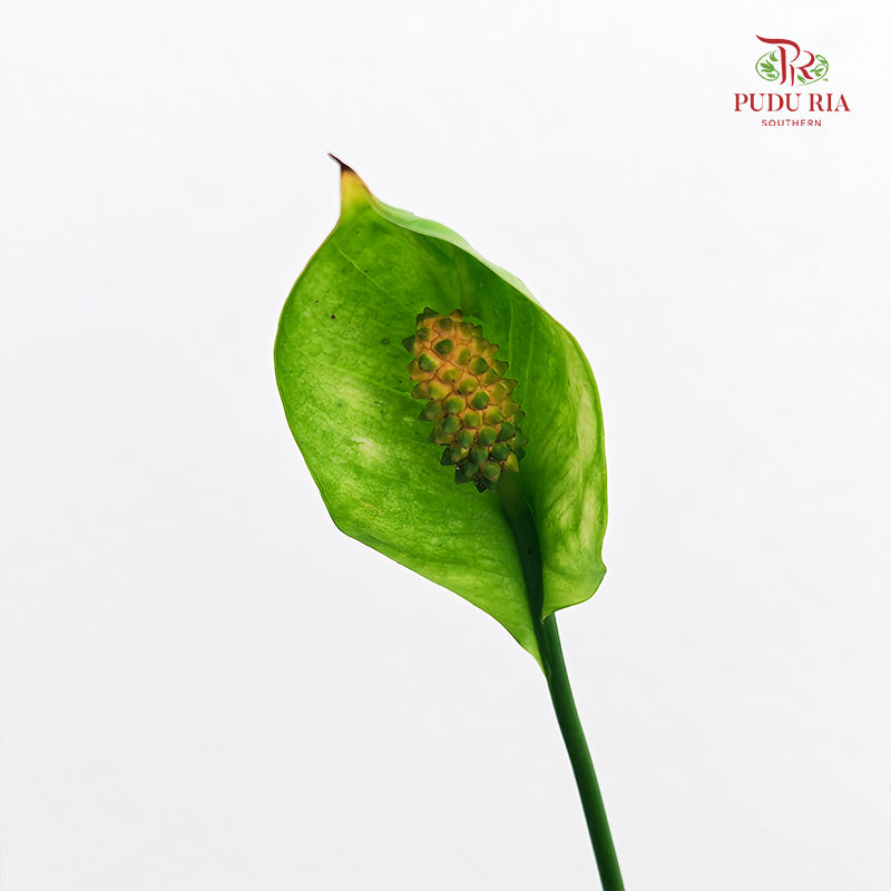 TKLY/ Spathiphyllum Mojo P100