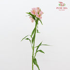 Alstroemeria Pink 六出花 - (9-10 Stems)