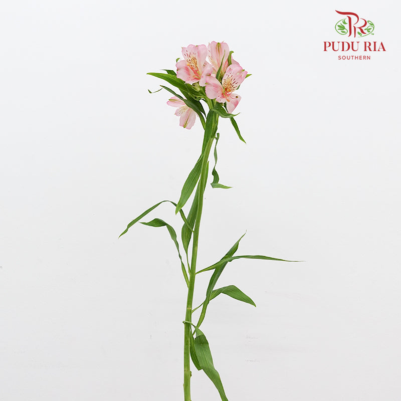 Alstroemeria 六出花 Pink - (9-10 Stems)