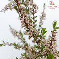 Snow Plum White - Pudu Ria Florist Southern