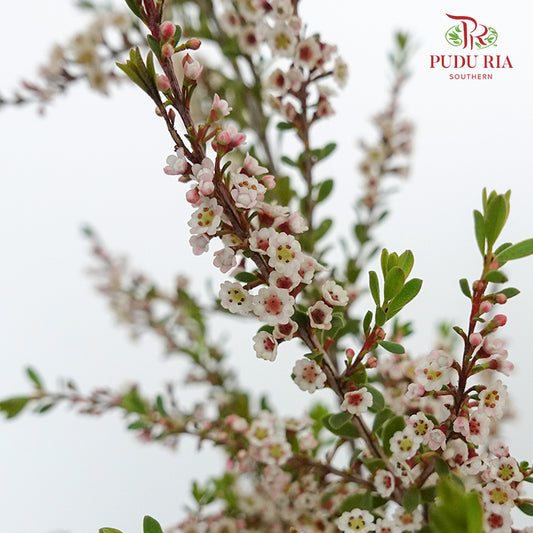 Snow Plum White - Pudu Ria Florist Southern